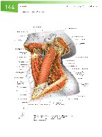 Sobotta Atlas of Human Anatomy  Head,Neck,Upper Limb Volume1 2006, page 151